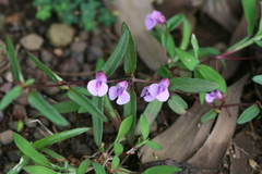 Impatiens rupicola